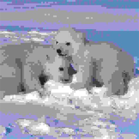 Polar Bears International | WICK Hustenbonbons
