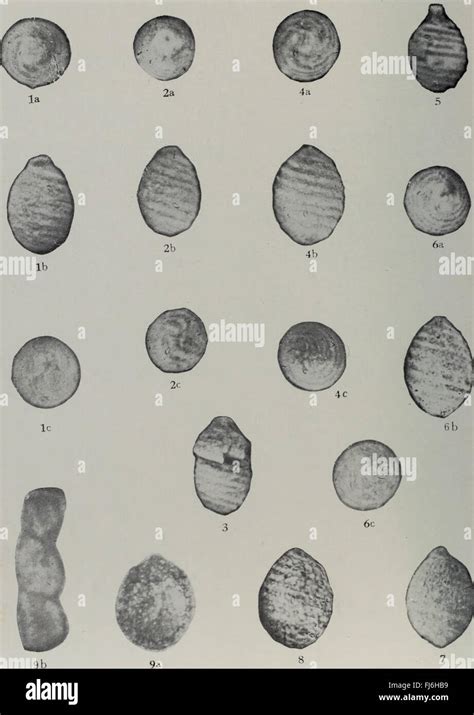 Di yi jie quan guo hua shi zao lei xue shu hui yi lun wen xuan ji (1985 ... 