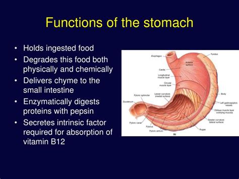 PPT - The Digestive system PowerPoint Presentation - ID:1283335