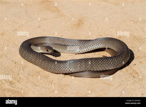 Australian Eastern Brown snake Stock Photo - Alamy