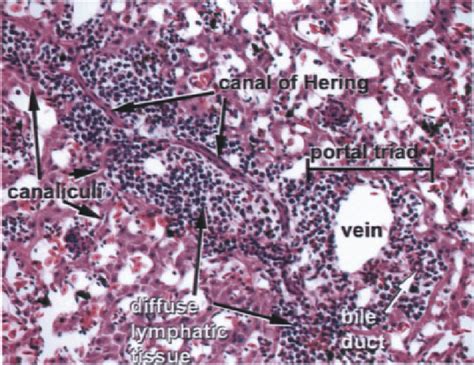 Bile Canaliculi Histology