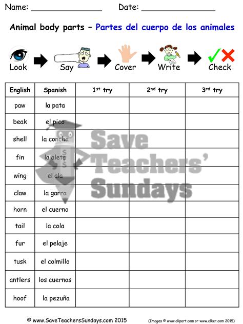 Parts Of The Body In Spanish Worksheet