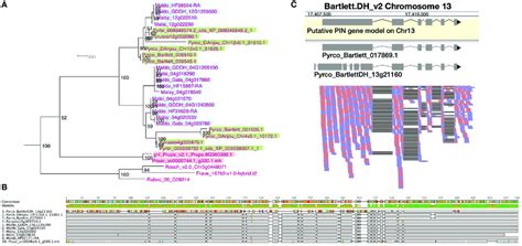 Phylogeny Amino Acid Sequence Comparison And Rnaseq Read Mapping Of