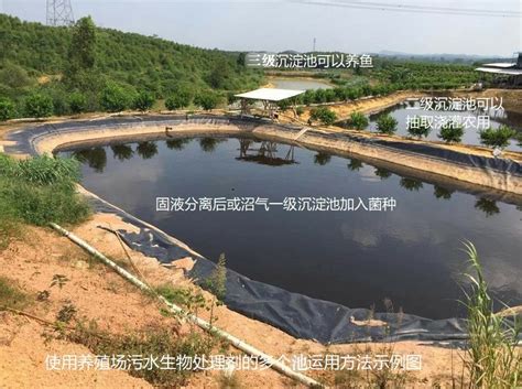 养殖场大量废水污水沼液仅用3个氧化塘就能够完成处理的技术模式分享 粪污治理技术 粪污治理 高效生态养殖技术网