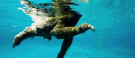 He Swim Sloths Sloth Sloth Life Three Toed Sloth