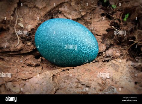 Emu egg hi-res stock photography and images - Alamy