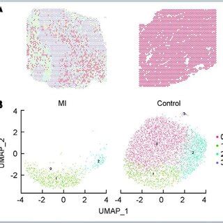 Spatial transcriptomics data from human control and MI hearts. A ...