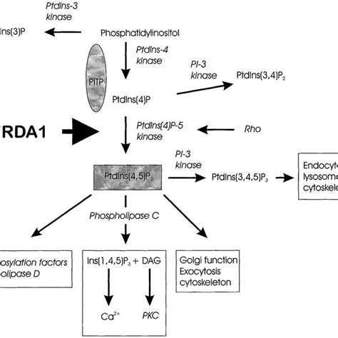 Phosphatidylinositol Dependent Function And Metabolism Ptdins 3 P Download Scientific Diagram