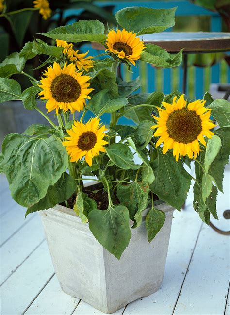 Helianthus Annuus ‘big Smile Bild Kaufen 12109378