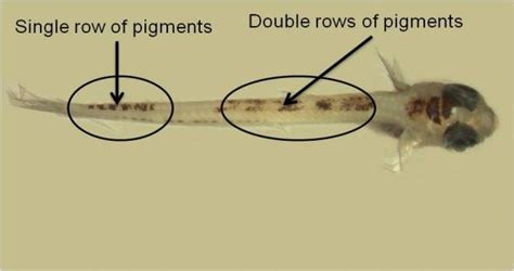 Pigmentation Pattern Of Atherinid Fish Larvae A Atherinomorus