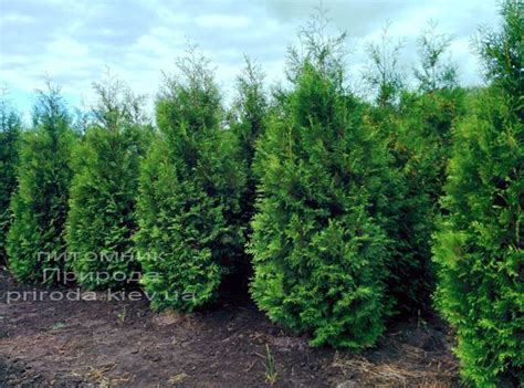 Туя Брабант Купити в Києві ціна фото опис Туї західної Брабант (Thuja ...