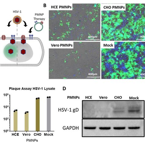 Effect Of Pmnp Therapy Of Hsv 1 Infection A A Schematic Of The