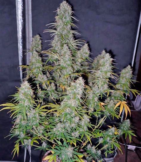 Buy Fast Bud Auto Feminized Seeds By Sweet Seeds Herbies Seeds