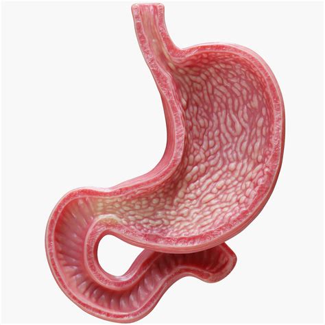 Human Stomach D Model By Zames D