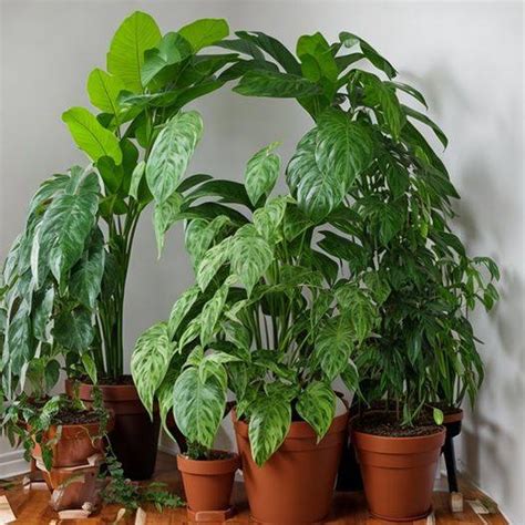 Hot Pics Of Robert Photos Led Zeppelin Official Forum