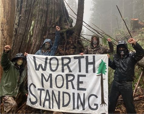 Battle Over Pristine Fairy Creek Old Growth Forest Heads To Court