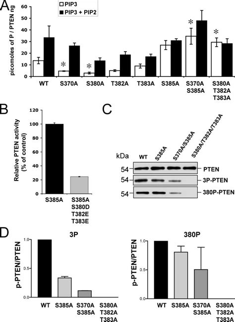 Phosphatase Activity Of Pten Phosphorylation Site Mutants A The