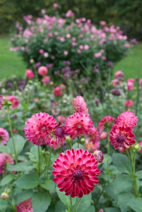 Pink Pompon Dahlia Blossoms In A Public Garden Stock Photo Image Of