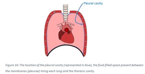 Pulmonary Ventilation Physiology Test And Flashcards