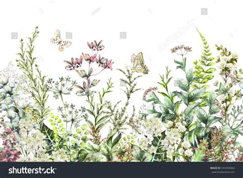 Seamless Rim Border With Herbs And Wild Flowers Leaves Botanical