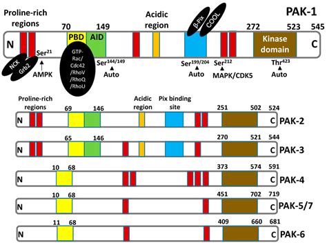 Schematic Representation Of The Structure Of Human Pak Isoforms Download Scientific Diagram