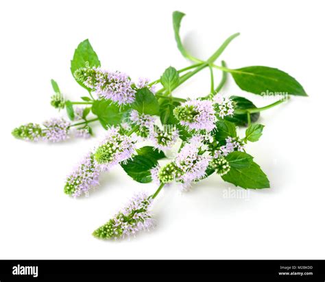 fresh purple peppermint flowers isolated on white Stock Photo - Alamy