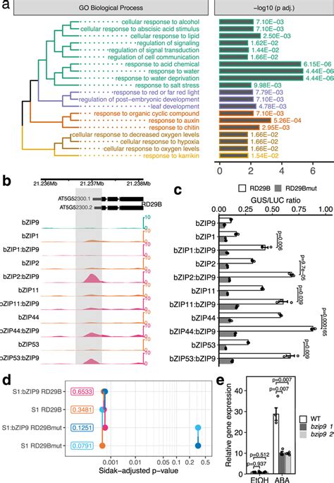 Bzip Mediates Aba Response A Enriched Go Terms For Bzips Bzip