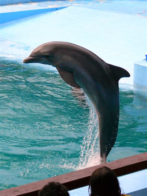 Dolphin Free Stock Photo - Public Domain Pictures