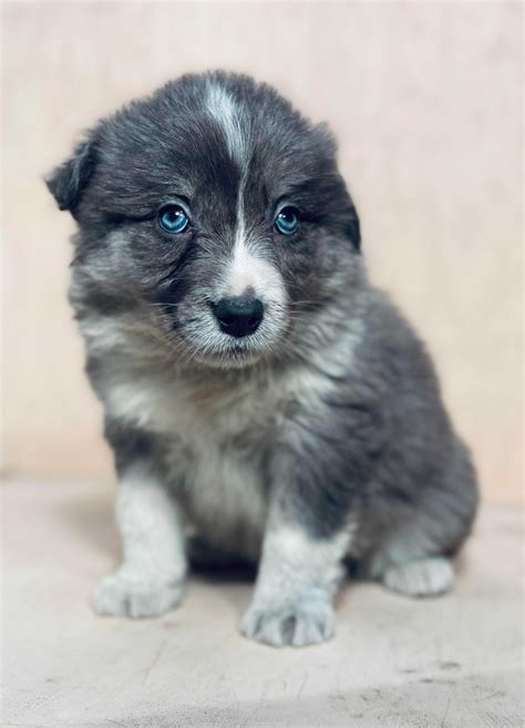 Suczka Border Collie Gotowa Do Odbioru Nietypowe Umaszczenie Wola