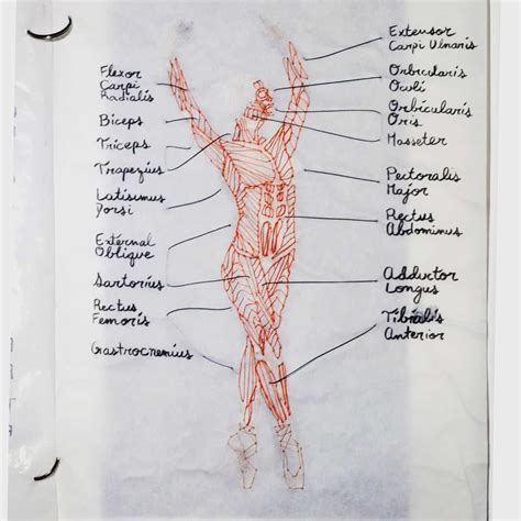 Anatomical drawing class (sewn into tracing paper) : r/Anatomy