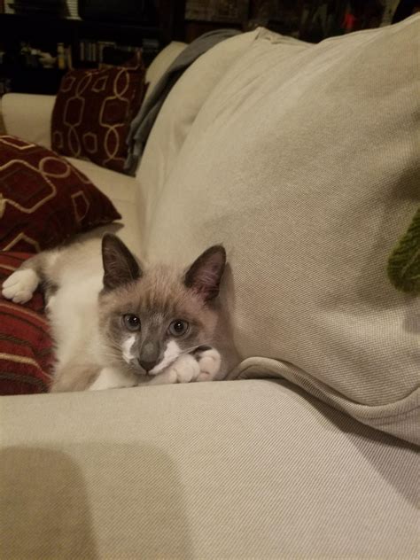 Looking Cute Might Tear Ass Thru The House And Fart On Mom S Head While She Sleeps IDK R Aww