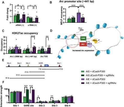 Dcas9 P300 Plus Sgrnas Reverses Deficits In Erna Expression And