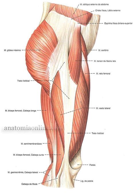 Pin Em Anatomy