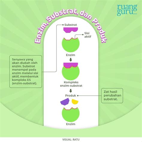 Mengenal Enzim: Fungsi, Struktur, dan Sifatnya | Biologi Kelas 12