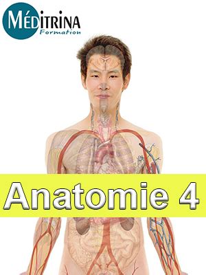 Anatomie Physiologie Module 4