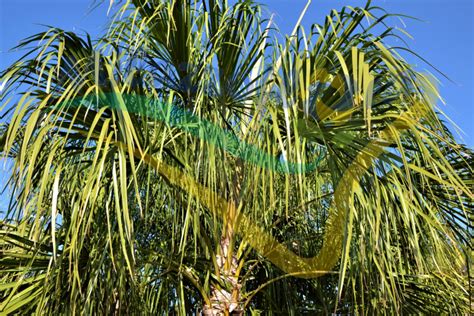 Ribbon Fan Palm