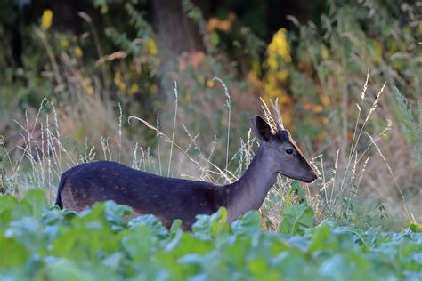 Damhert Fallow Deer C N Flickr