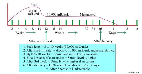 Hcg Levels Dating Pregnancy Telegraph