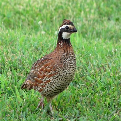 Northern Bobwhite Bird Sounds Great Sound Effects For Birdwatching By