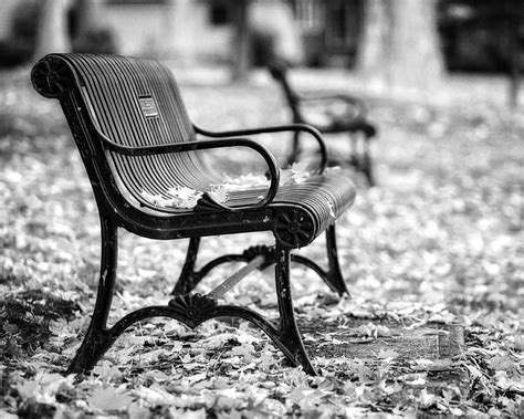 Autumn Bench Landscape In Black And White Photograph by Lisa Russo