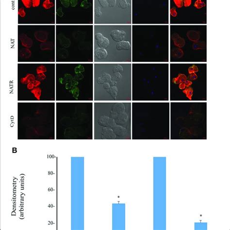 Analysis Of Sno Proteins In Nat After Resin Assisted Capture A