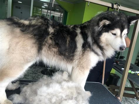 Percy and company expands its services to include luxury pet grooming 6