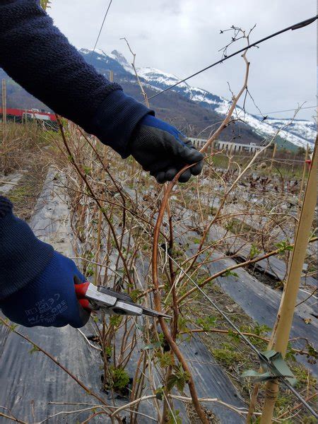 Himbeeren Schneiden Tipps Und Anleitung Erntehafen