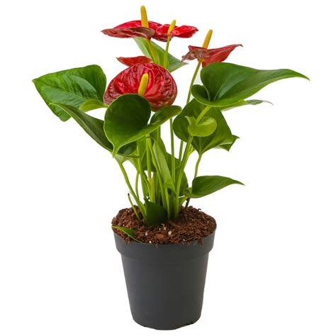 Costa Farms Red Anthurium House Plant In 4 In Pot At