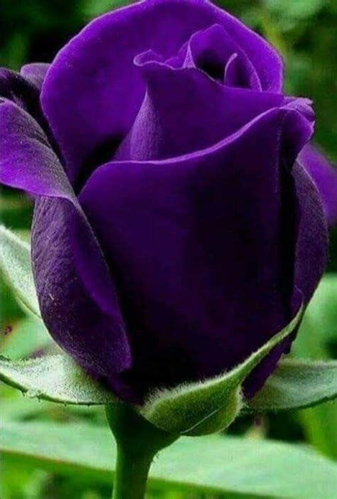 Flower Petals Dark Purple Roses Purple Love All Things Purple Shades