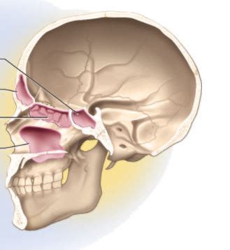 sinuses Diagram | Quizlet