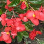 Dragon Wing Red Begonia Buchanan S Native Plants