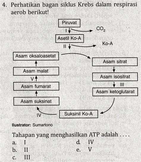 Tabel Tahapan Respirasi Aerob Wulan Tugas