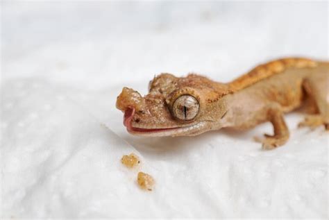 Breeding Crested Geckos A Comprehensive Starters Manual