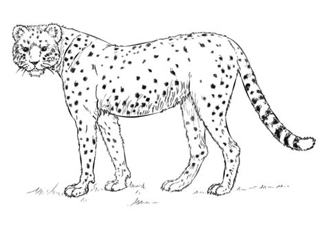 ภาพระบายสีฟรี เสือชีตาห์ ที่พิมพ์ได้. ดาวน์โหลด พิมพ์ หรือระบายสี ... 